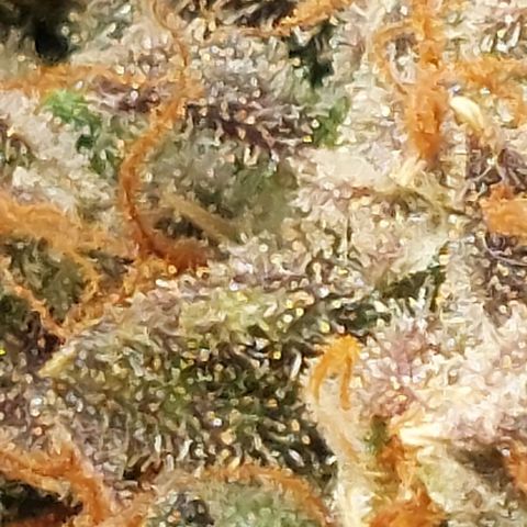 Green gelato growlog timeline photo