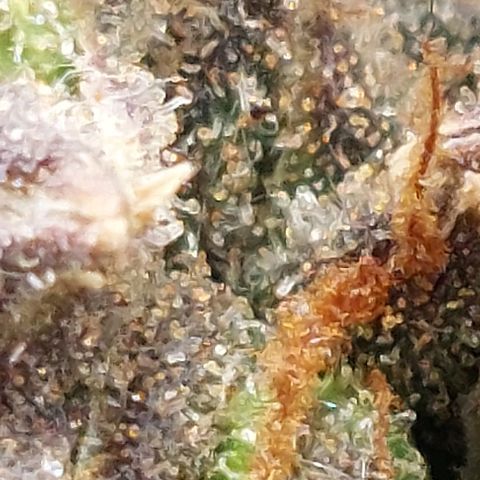 Green gelato growlog timeline photo