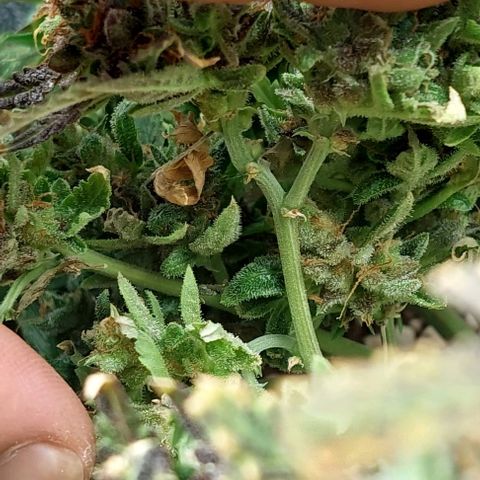 Green gelato growlog timeline photo