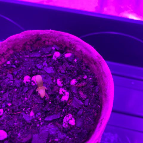 Girl Scout Cookie growlog timeline photo