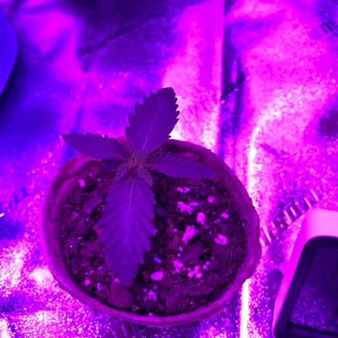 Girl Scout Cookie growlog timeline photo