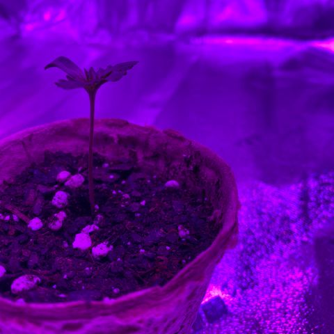 Girl Scout Cookie growlog timeline photo