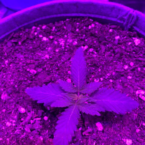 Girl Scout Cookie growlog timeline photo
