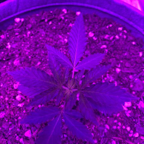 Girl Scout Cookie growlog timeline photo