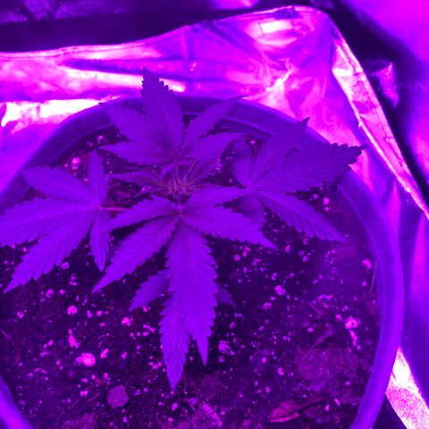 Girl Scout Cookie growlog timeline photo