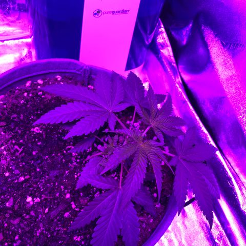 Girl Scout Cookie growlog timeline photo