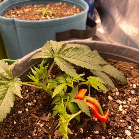 Girl Scout Cookie growlog timeline photo