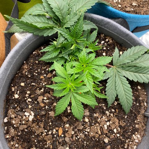 Girl Scout Cookie growlog timeline photo