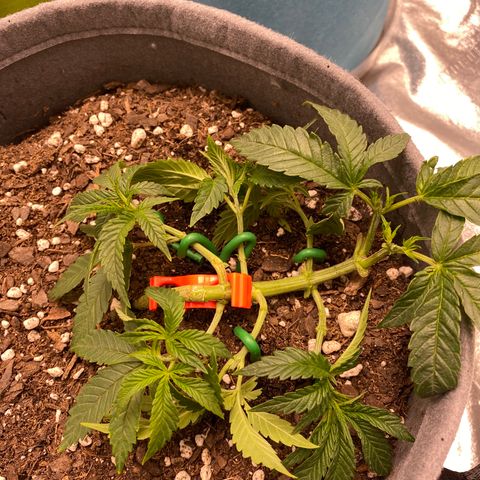 Girl Scout Cookie growlog timeline photo