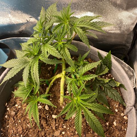Girl Scout Cookie growlog timeline photo