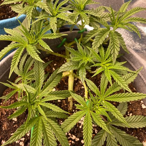 Girl Scout Cookie growlog timeline photo