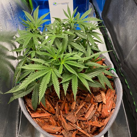 Girl Scout Cookie growlog timeline photo