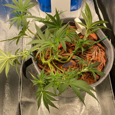 Girl Scout Cookie growlog timeline photo