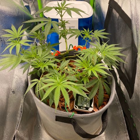 Girl Scout Cookie growlog timeline photo