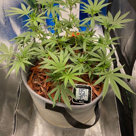 Girl Scout Cookie growlog timeline photo