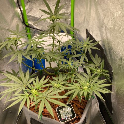 Girl Scout Cookie growlog timeline photo
