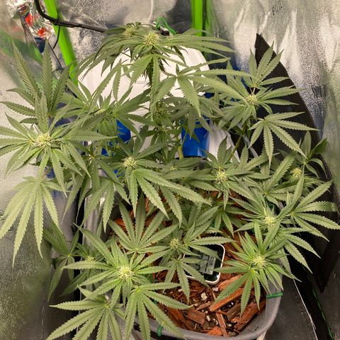 Girl Scout Cookie growlog timeline photo