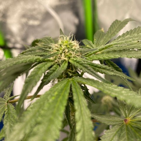 Girl Scout Cookie growlog timeline photo