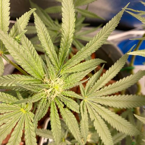 Girl Scout Cookie growlog timeline photo