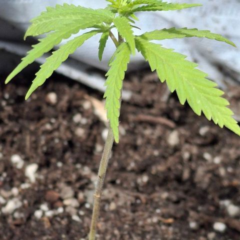 Fernandýna growlog photo: the bottom yellow, nothing for use leaves fell, leaving Fernandyna alone for now even tho i wanna water it with some nettle tea water thingy but i gotta waittt 