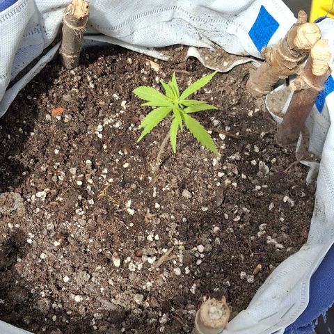 Fernandýna growlog photo: the bottom yellow, nothing for use leaves fell, leaving Fernandyna alone for now even tho i wanna water it with some nettle tea water thingy but i gotta waittt 