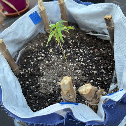 Fernandýna growlog timeline photo