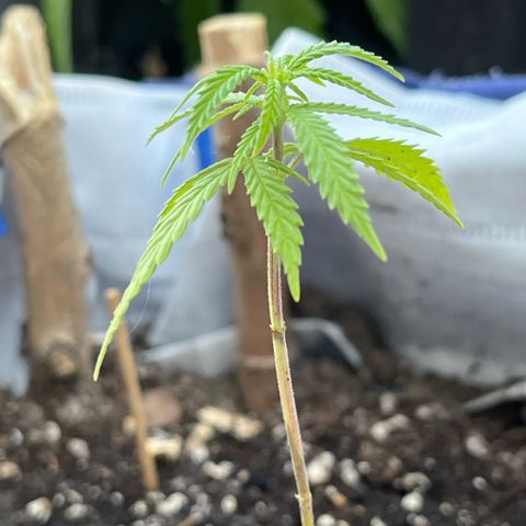 Fernandýna growlog timeline photo