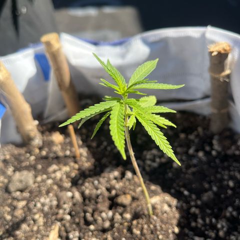 Fernandýna growlog timeline photo