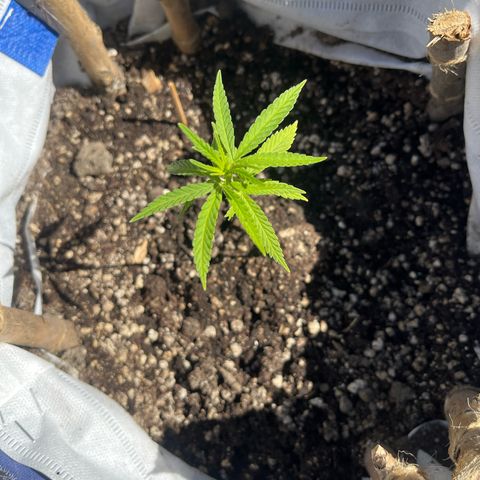 Fernandýna growlog timeline photo