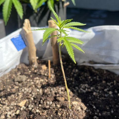 Fernandýna growlog timeline photo