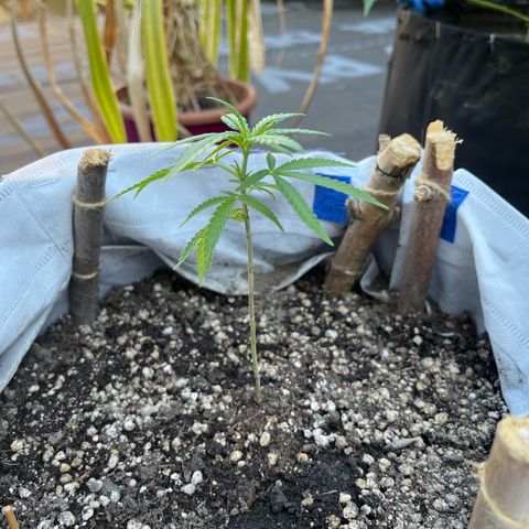 Fernandýna growlog timeline photo