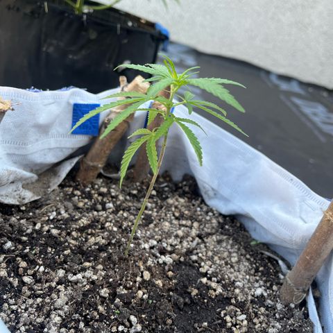 Fernandýna growlog timeline photo