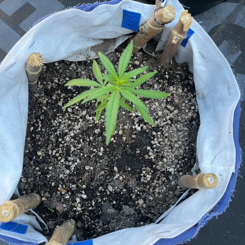 Fernandýna growlog timeline photo