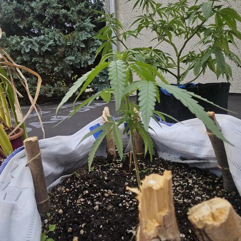 Fernandýna growlog photo: started growing buds :,3