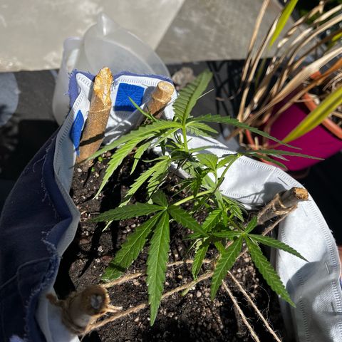 Fernandýna growlog photo: did some lst