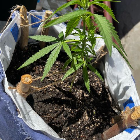 Fernandýna growlog photo: did some lst