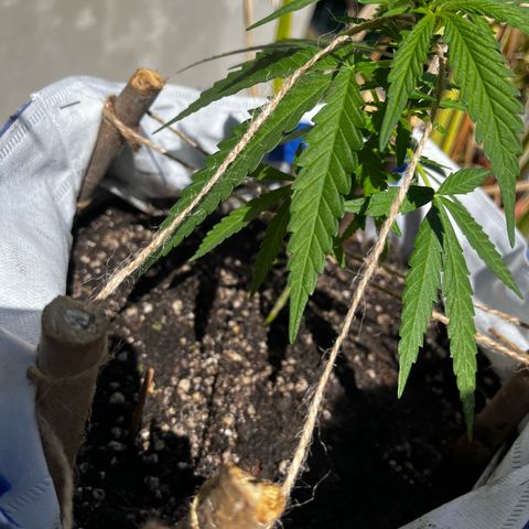 Fernandýna growlog photo: did some lst