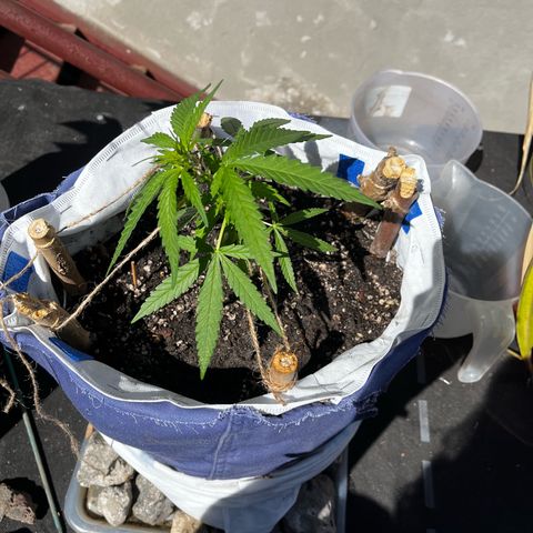 Fernandýna growlog photo: did some lst