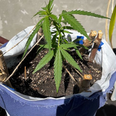 Fernandýna growlog photo: did some lst