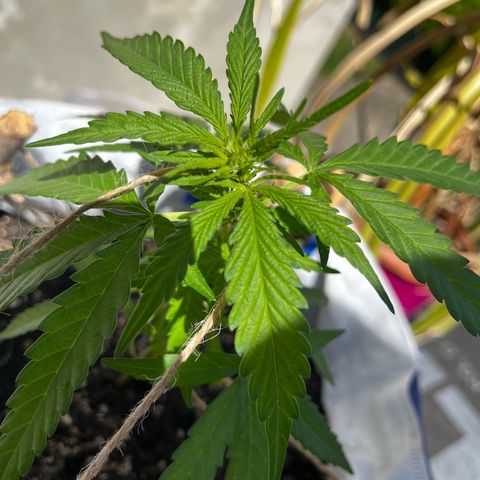 Fernandýna growlog photo: did some lst