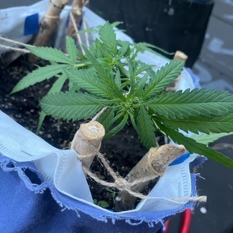 Fernandýna growlog timeline photo