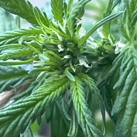 Fernandýna growlog timeline photo