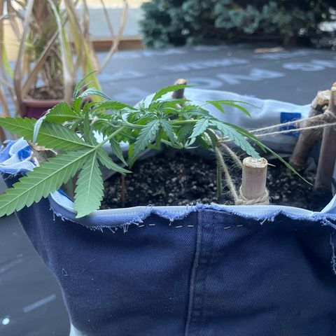 Fernandýna growlog timeline photo