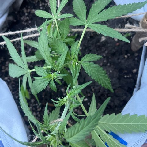 Fernandýna growlog timeline photo