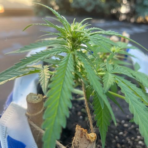 Fernandýna growlog timeline photo