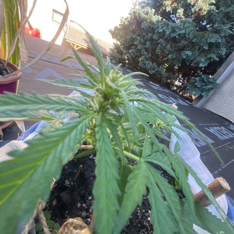 Fernandýna growlog timeline photo