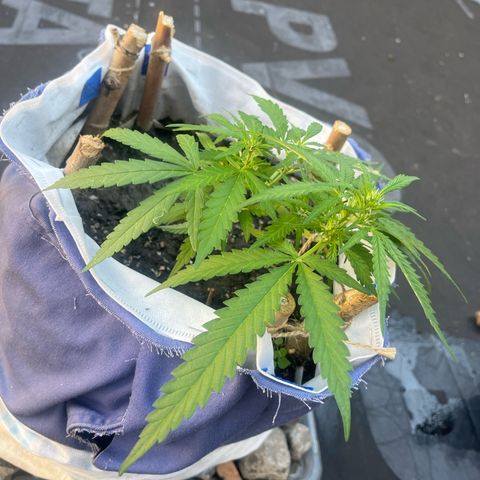 Fernandýna growlog timeline photo