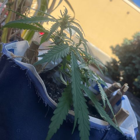 Fernandýna growlog timeline photo