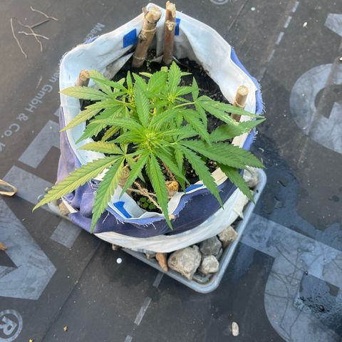 Fernandýna growlog timeline photo