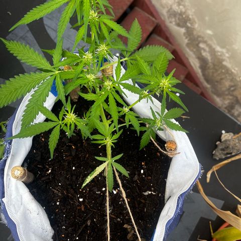 Fernandýna growlog timeline photo